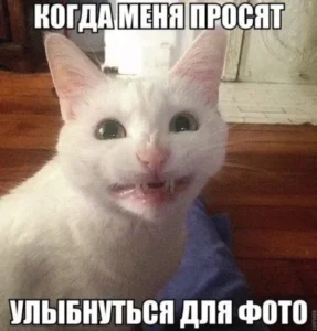 ab566117553341b341282d11df75094b.webp